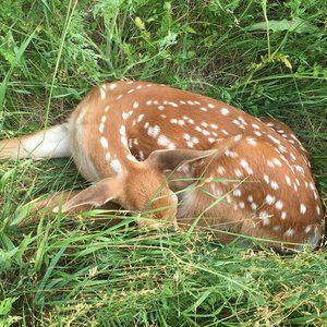 Meet your Posher, Natalie